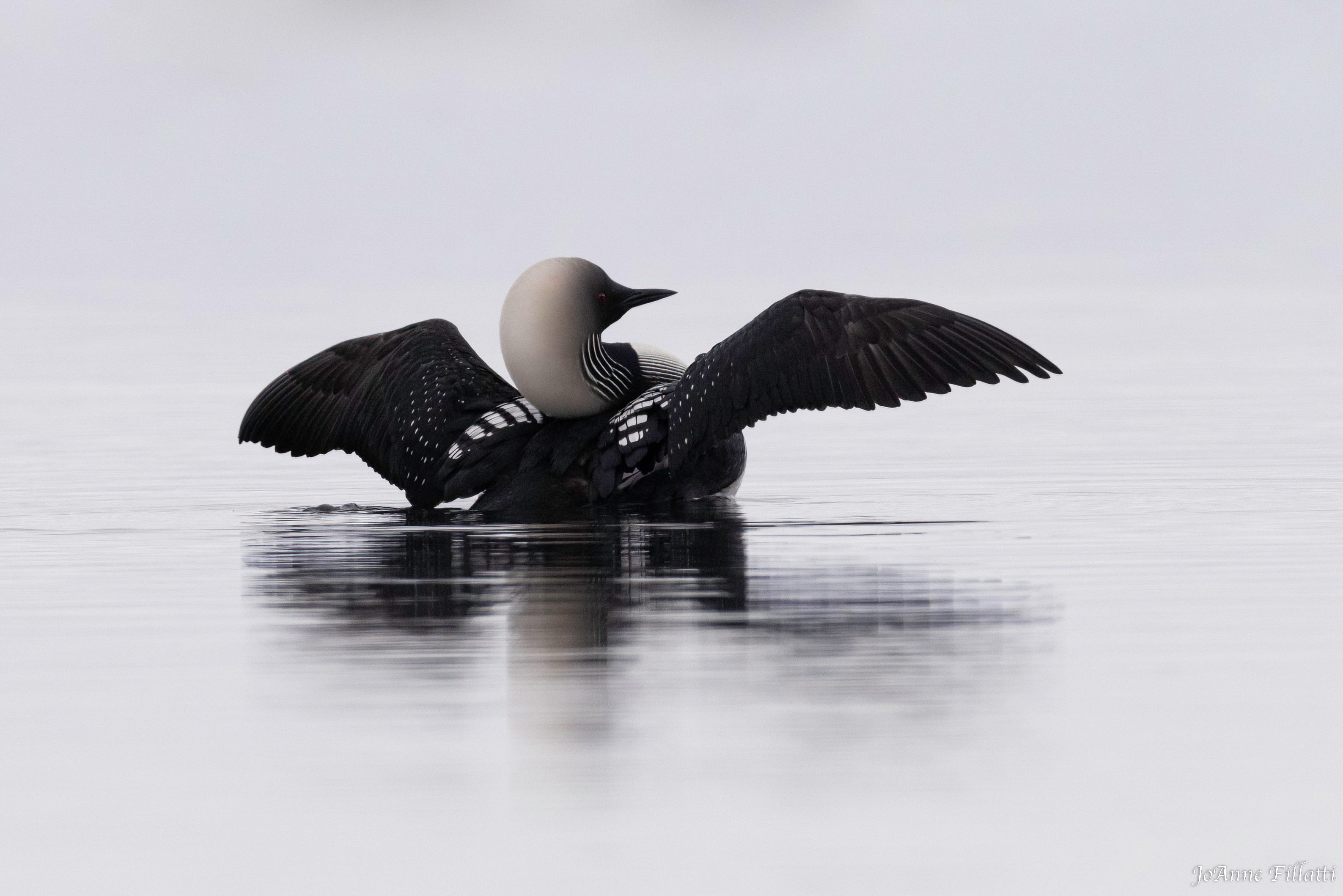 bird of Utqiagvik image 21